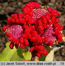 Paeonia mlokosewitschii (piwonia Młokosiewicza)