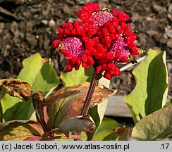 Paeonia mlokosewitschii (piwonia Młokosiewicza)