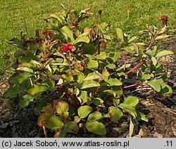 Paeonia mlokosewitschii (piwonia Młokosiewicza)