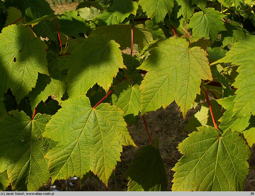 Acer caudatum ssp. ukurundense (klon ukurundzki)