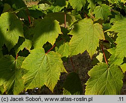 Acer caudatum ssp. ukurundense (klon ukurundzki)