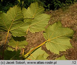 Acer caudatum ssp. ukurundense (klon ukurundzki)