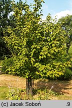 Acer caudatum ssp. ukurundense (klon ukurundzki)