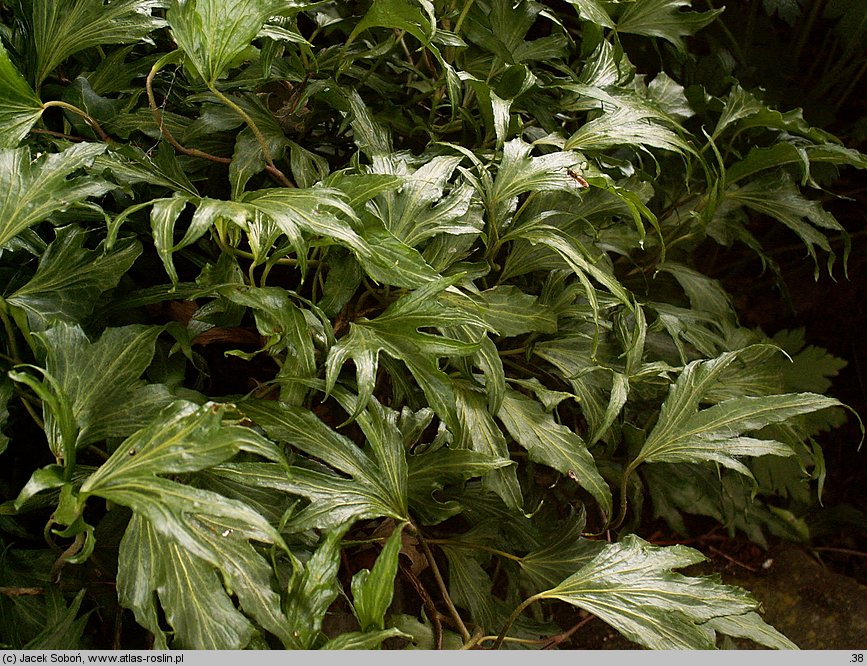 Hedera helix Triton