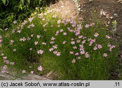 Coreopsis rosea (nachyłek różowy)