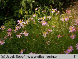 Coreopsis rosea (nachyłek różowy)