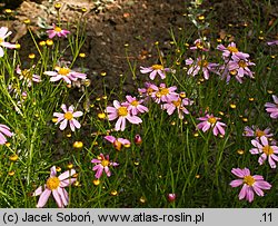 Coreopsis rosea (nachyłek różowy)