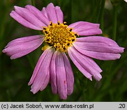 Coreopsis rosea (nachyłek różowy)