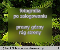 garbownik japoński (Coriaria japonica)