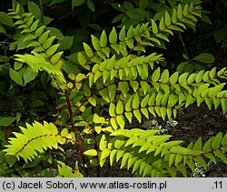 Coriaria japonica