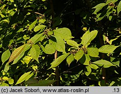 Callicarpa bodinieri (pięknotka Bodiniera)