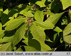 Callicarpa bodinieri (pięknotka Bodiniera)