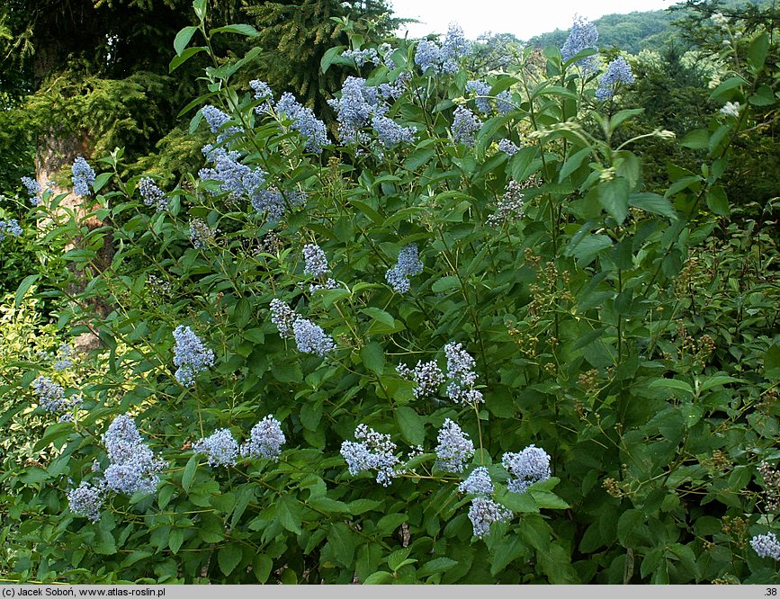 Ceanothus xdelilianus