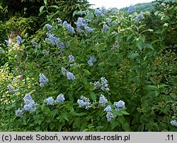 Ceanothus xdelilianus