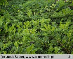 Cephalotaxus harringtonia Prostrata