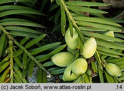 Cephalotaxus harringtonia Prostrata