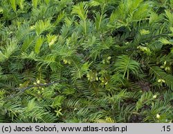 Cephalotaxus harringtonia Prostrata