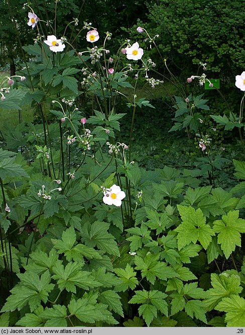 Eriocapitella hupehensis (zawilec chiński)