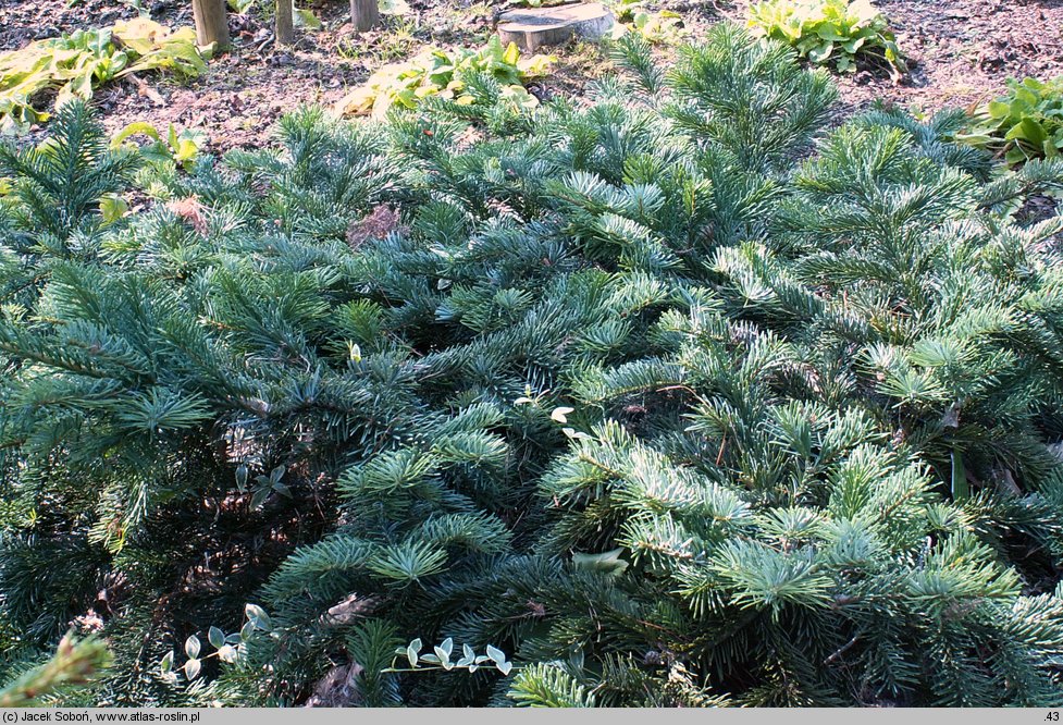 Abies amabilis (jodła wonna)