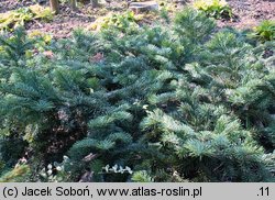 Abies amabilis (jodła wonna)