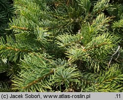 Abies amabilis (jodła wonna)