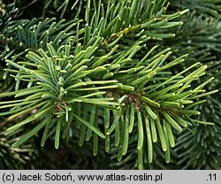 Abies amabilis (jodła wonna)