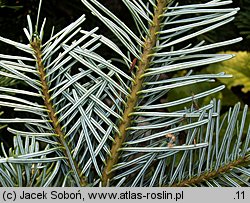 Abies amabilis (jodła wonna)