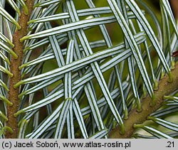 Abies amabilis (jodła wonna)