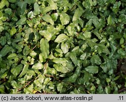 Hedera helix Szara Stopka