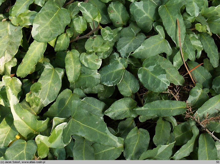 Hedera helix Szara Stopka