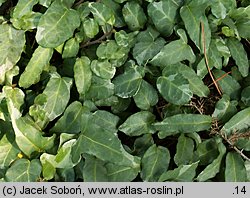 Hedera helix Szara Stopka