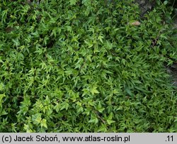 Hedera helix Baby Face