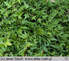 Hedera helix Baby Face