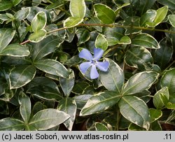 Vinca minor Ralph Shugert