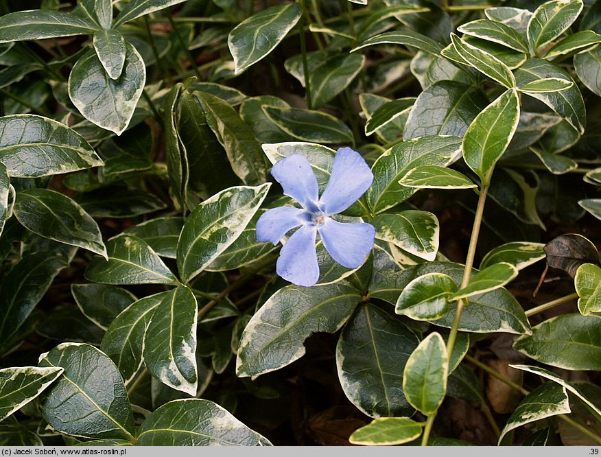 Vinca minor Ralph Shugert