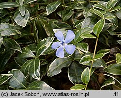 Vinca minor Ralph Shugert