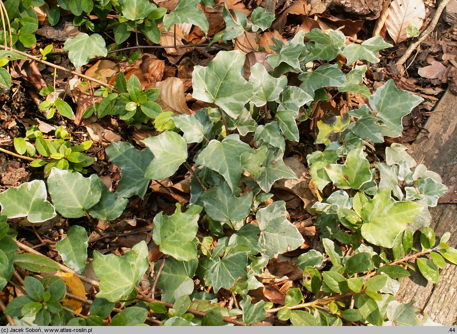 Hedera helix Tricolor