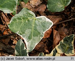 Hedera helix Tricolor