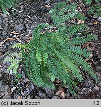 Adiantum pedatum