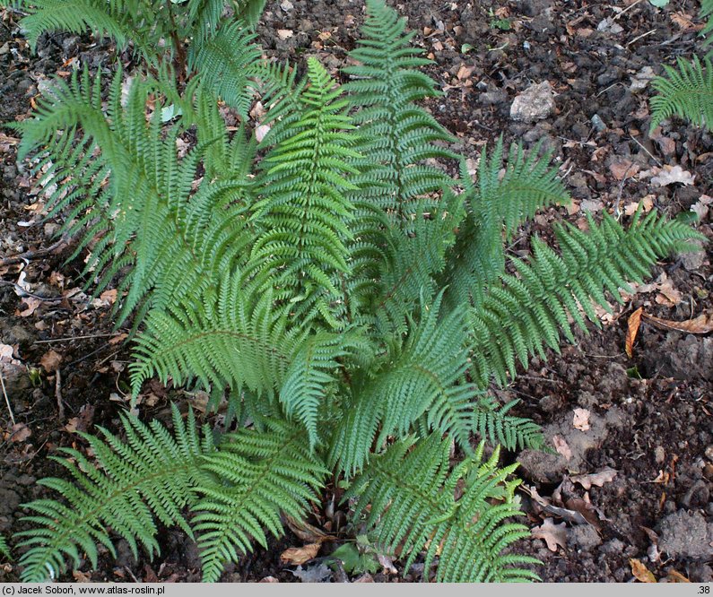 Dryopteris wallichiana (nerecznica Wallicha)