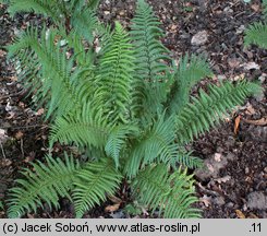 Dryopteris wallichiana (nerecznica Wallicha)