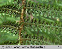 Dryopteris wallichiana (nerecznica Wallicha)