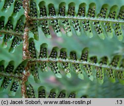 Dryopteris wallichiana (nerecznica Wallicha)