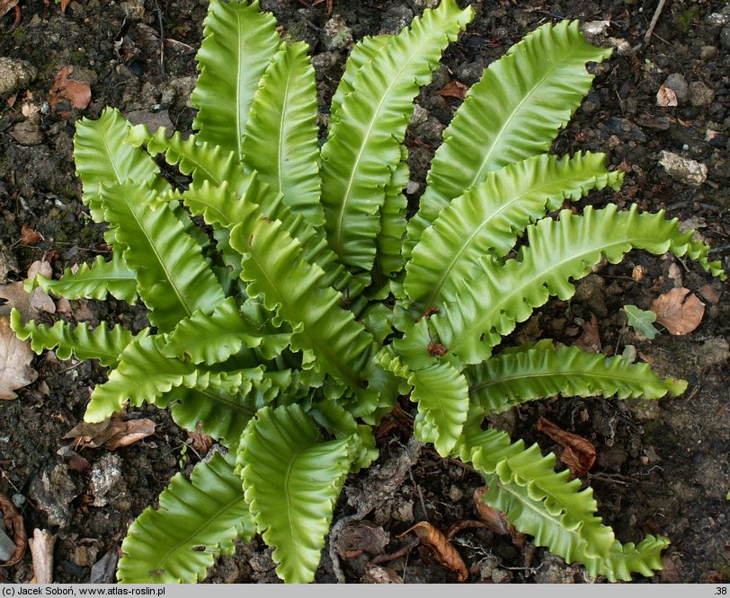 Asplenium scolopendrium Crispa