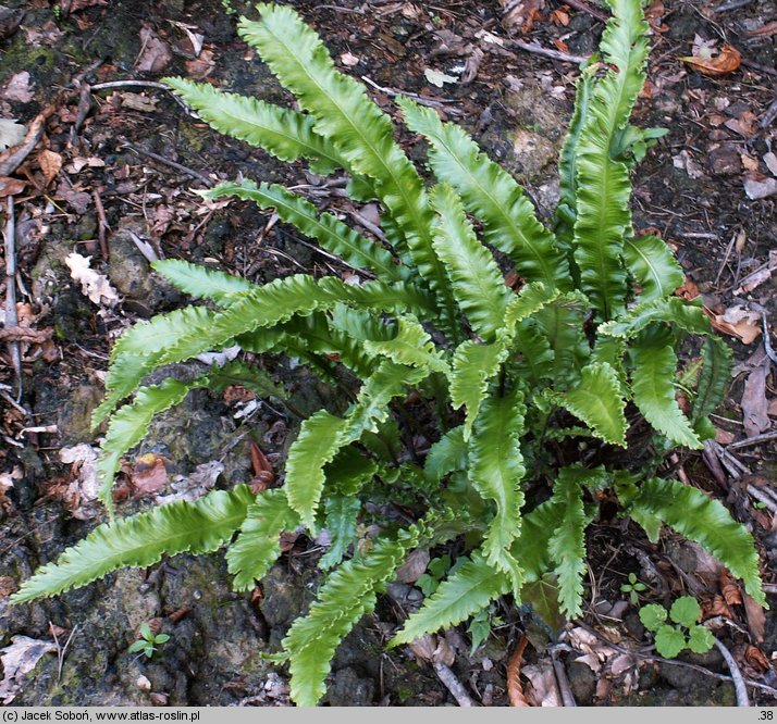 Asplenium scolopendrium Angustifolia