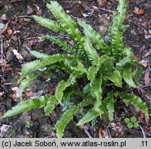 Asplenium scolopendrium Angustifolia