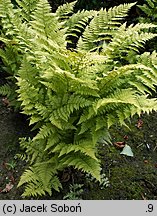 Dryopteris carthusiana (nerecznica krótkoostna)