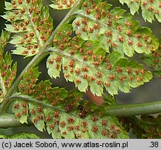 Dryopteris carthusiana (nerecznica krótkoostna)