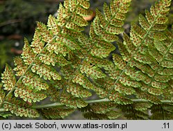 Dryopteris carthusiana (nerecznica krótkoostna)