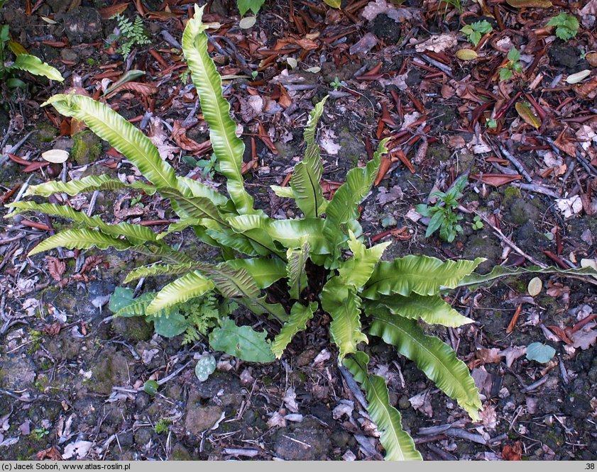 Asplenium scolopendrium Ramosa